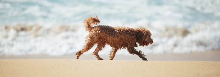 The Best Dog-Friendly Beaches: The Bay Area