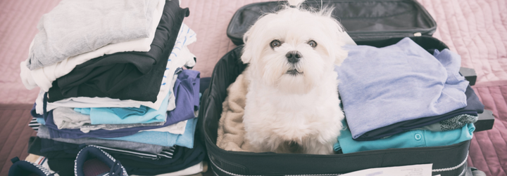 Tips for Airbnb-ing with Your Dog