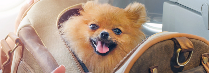 How To Fly With Pets: What To Pack In Their Carry-On