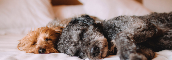 Our Favorite Pet-Friendly Hotels: The Bay Area