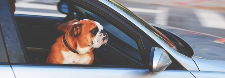 10 Tips For Traveling With Your Dog