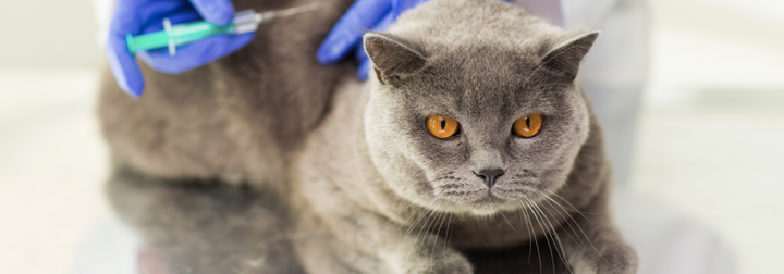 What to Expect After Your Pet Gets Vaccinated