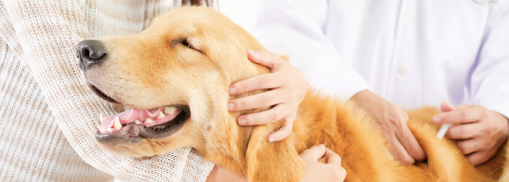 What Vaccines Does My Dog Need?