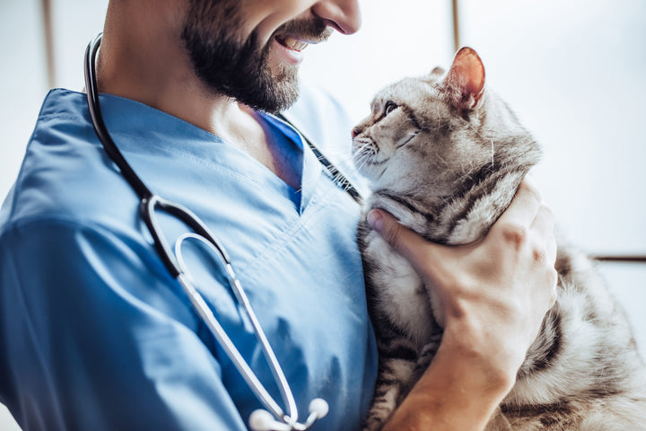 Common surgeries and medical procedures for cats 