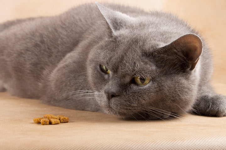 Common food allergies and sensitivities in cats