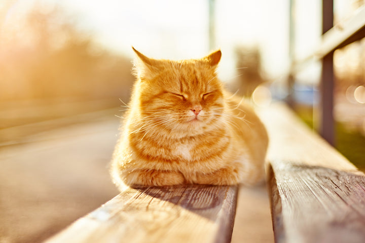 Cat laying in the sun, Vet tips for summer cat health