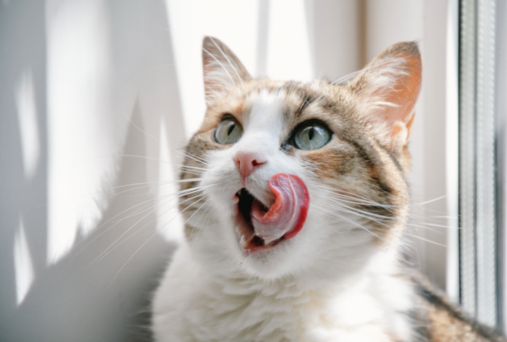 Cat licking lips dietary supplements for cats