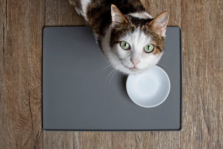 Cat and bowl, how much to feed a cat