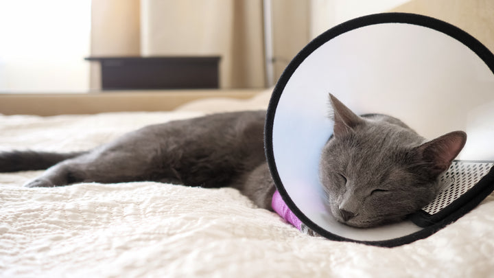 Cat with cone, essential items for your at-home cat medicine cabinet