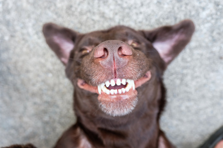 Dental Disease in Dogs