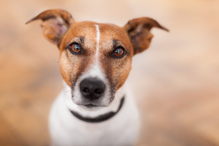 Jack Russell Terrier, dog micro chipping