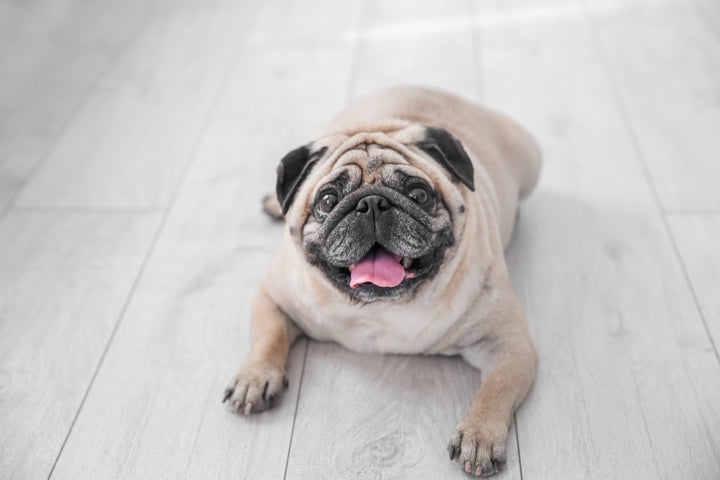 overweight pug, best exercises for an overweight pet