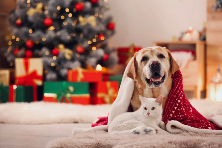 Creating a safe environment for pets during the holiday