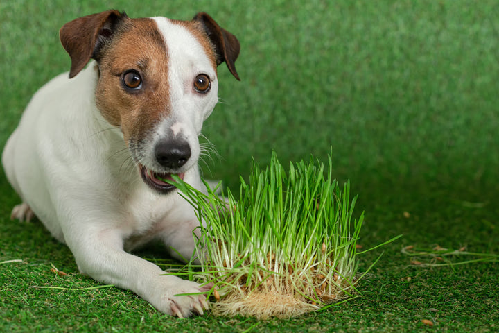 wheatgrass for dogs