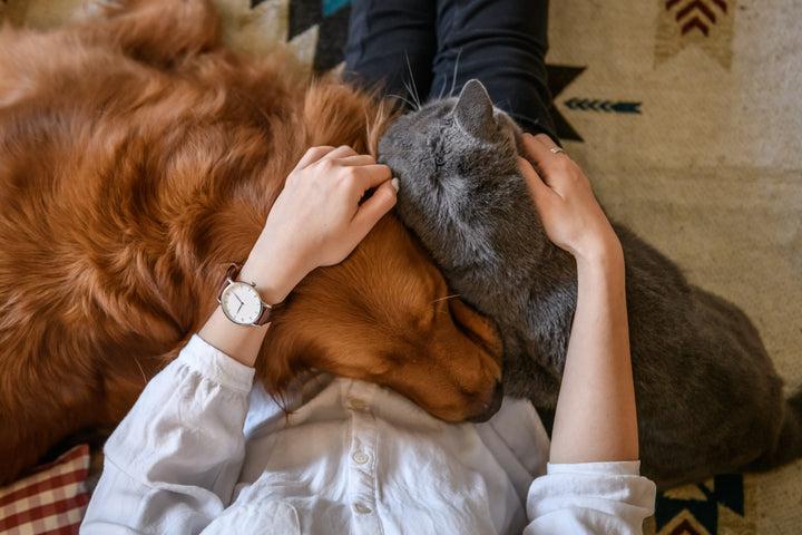 Dog and cat cuddling, vetting a pet sitter