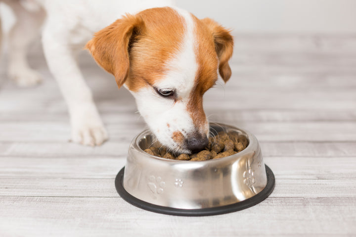 How much should I be feeding my dog?