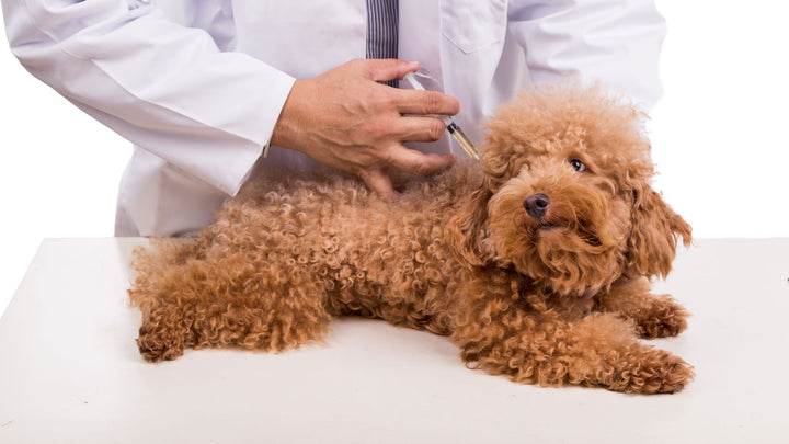 Everything You Need to Know About Vaccinating Your Pet