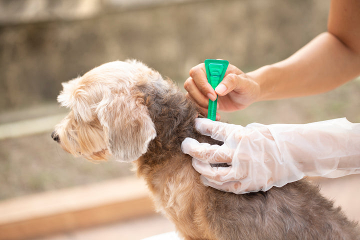 Flea and Tick Products Every Dog Parent Should Have