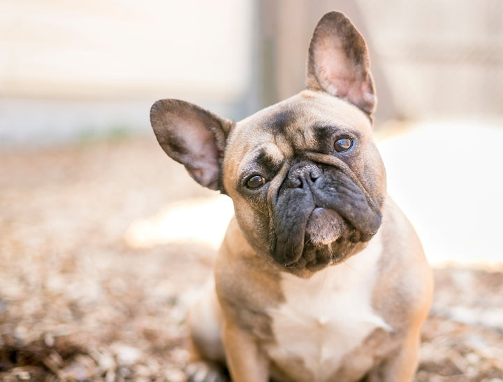 Health Issues for Short Snout Dogs, French bulldog