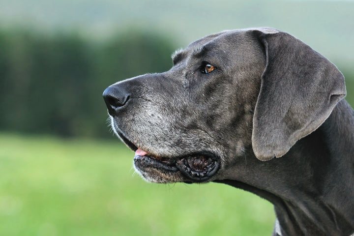 Glucosamine for dogs