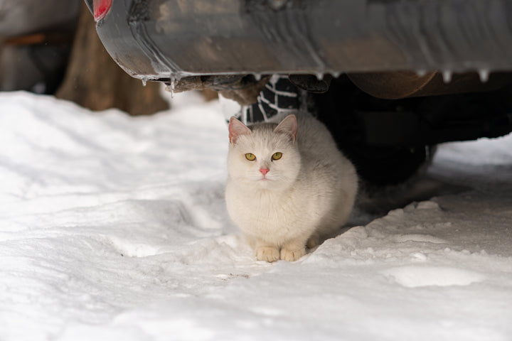 Cat in snow under car, how to help stray animals during the winter