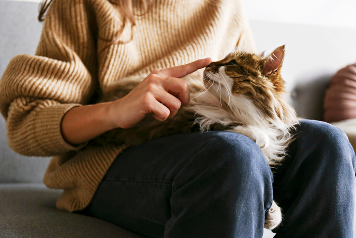 An industry look at pet insurance, cat on lap