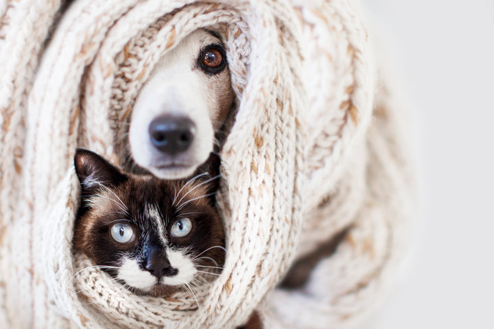 Dog and cat in blanket, keeping your pet safe as the temperature drops