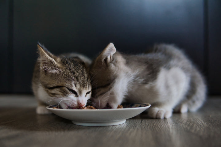 Kittens eating from a bowl, transitioning kittens to solid food