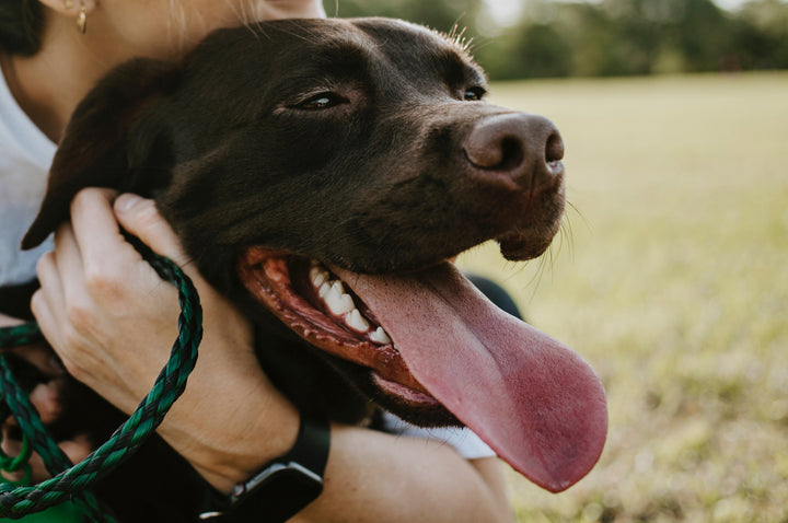 Chocolate lab, 5 reasons to invest in pet insurance