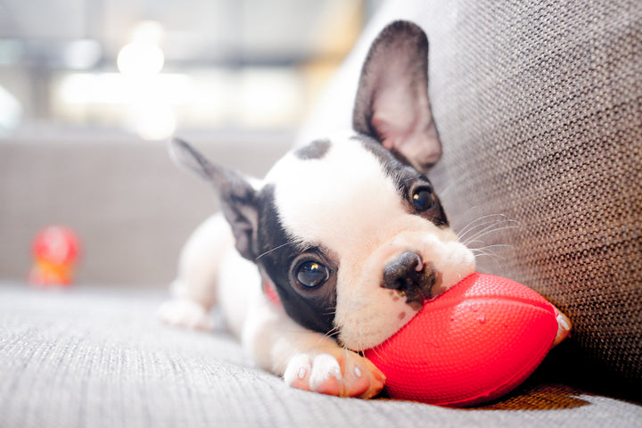 French bulldog puppy, 10 steps to a successful puppy adoption