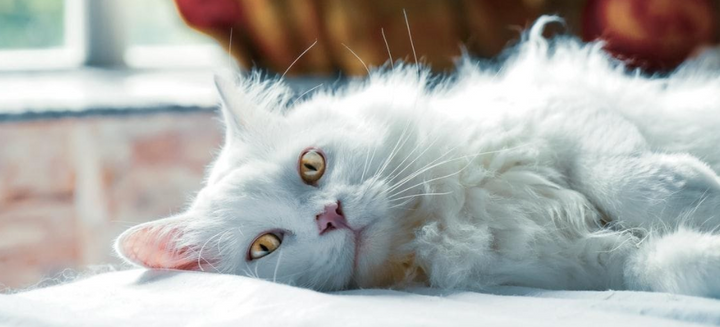 6 Causes of Feline Pancreatitis & 11 Symptoms To Watch Out For