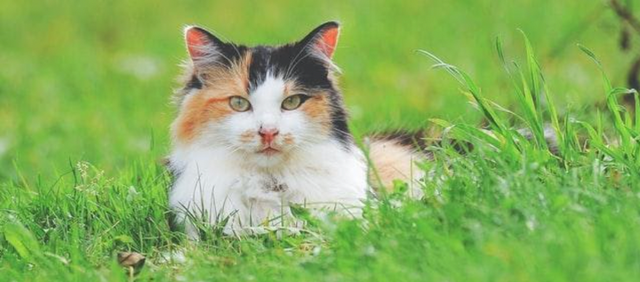 outdoor cats and how to remove ticks