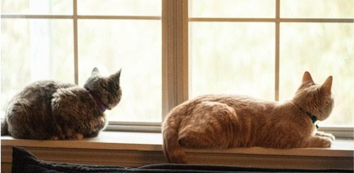 calm cats in a window cat socialization