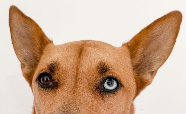 How to Tell If Your Dog Has an Ear Infection