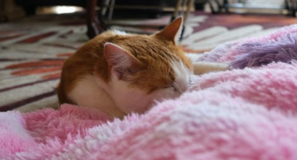 stressed cat kneading blanket
