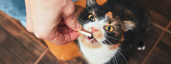 cat treat for dental care