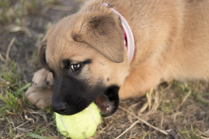 how to help a teething puppy chew safely with the right toys, treats, and puppy training