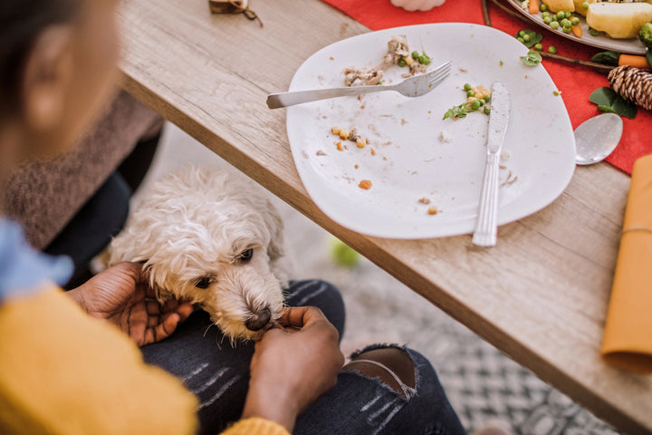 Thanksgiving food, what can be shared with pets and what to avoid