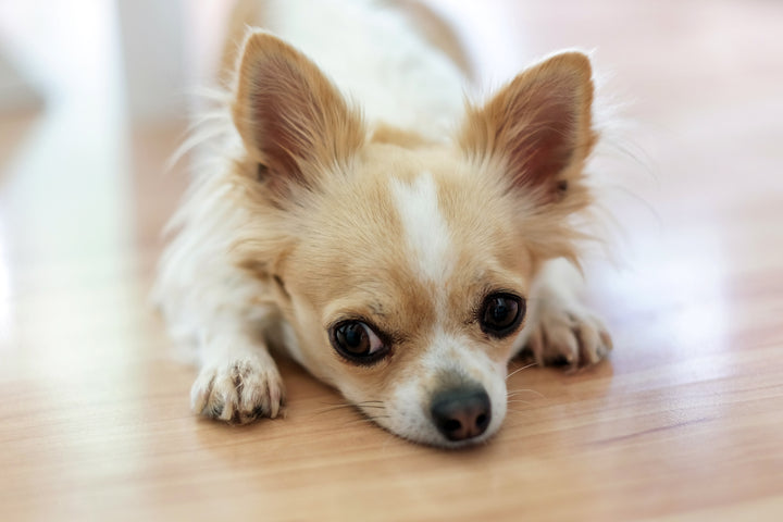 Dental pain in dogs