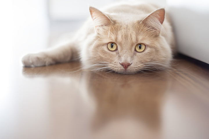Cat hissing, cat vomiting: what's normal and when to be concerned 