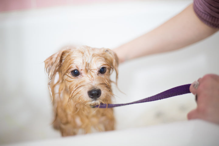 flea and tick treatment for pets include bath shampoos and topical preventative meds