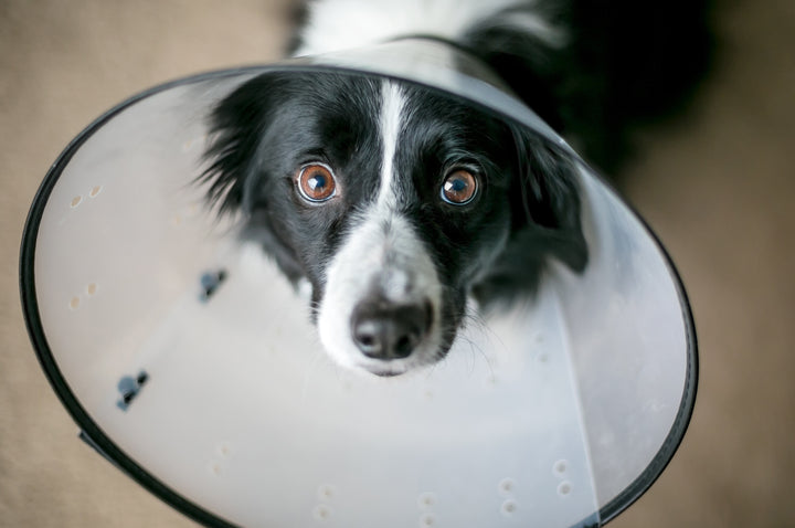 border collie with cone collar, puppy spaying and neutering