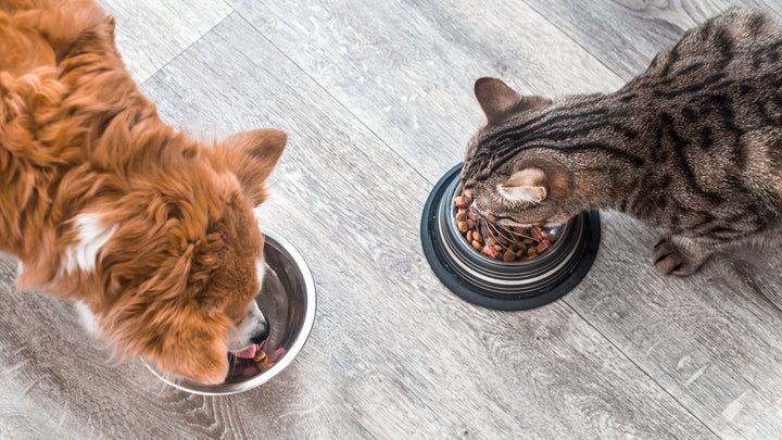 dog and cat eating creating a balanced diet for any pet