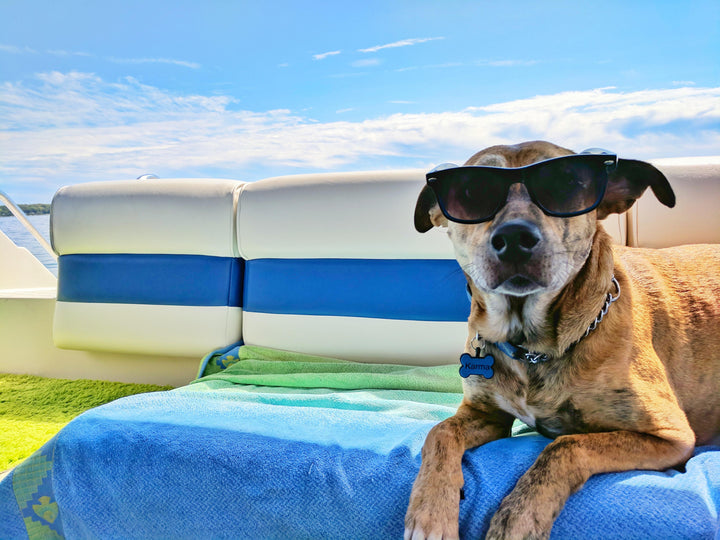 Easy Ways to Help Your Pet Beat the Heat