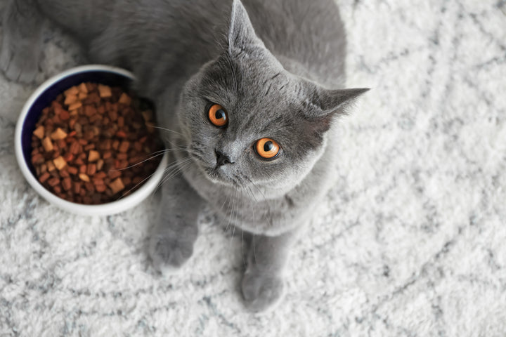 Cat and bowl, how to read cat food labels