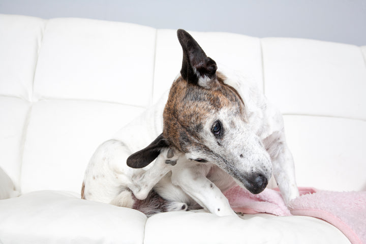 What Can I Give My Dog For Allergies If They Have a Rash, Cough, or are Sneezing?