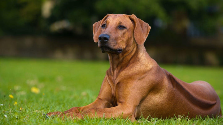 Benefits of Dog Skin and Coat Supplements