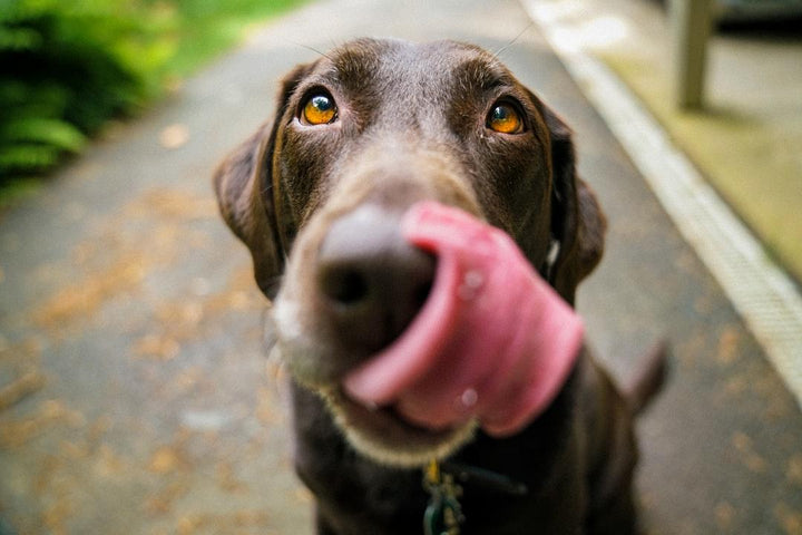 Dog licking their lips, what to do if your dog eats chocolate