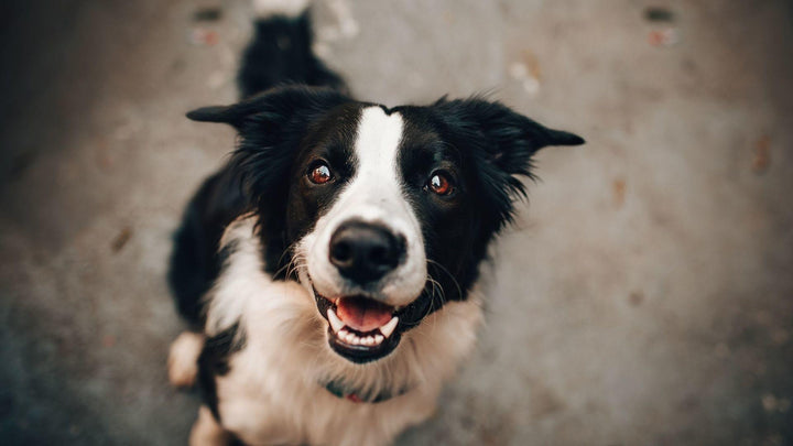Border Collie, muscle twitching concerns for dog parents