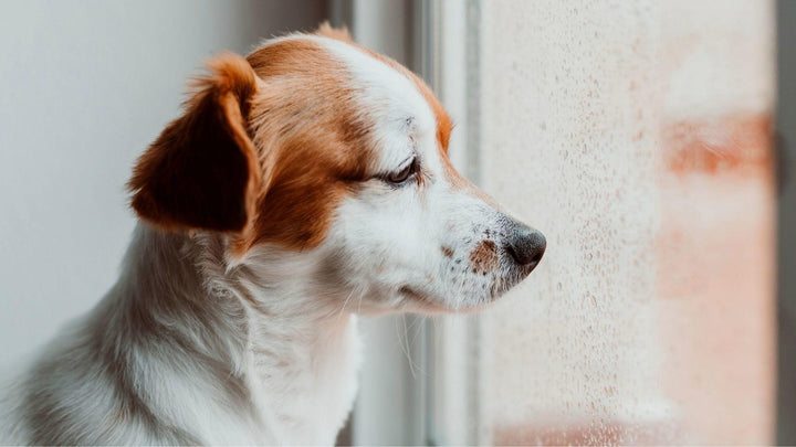 Separation Anxiety Training for Dogs